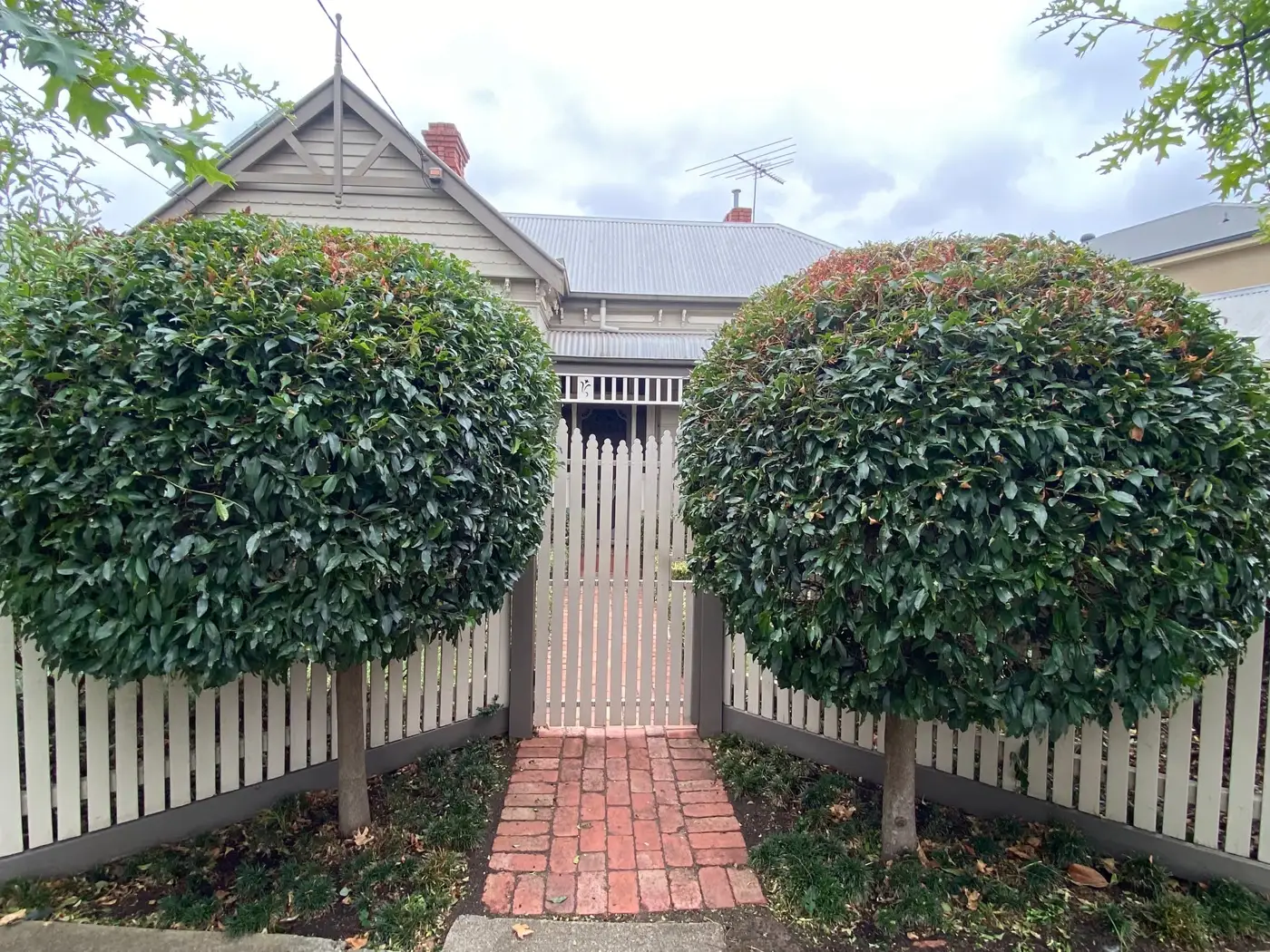 Native garden bed bordered by fresh lawn
