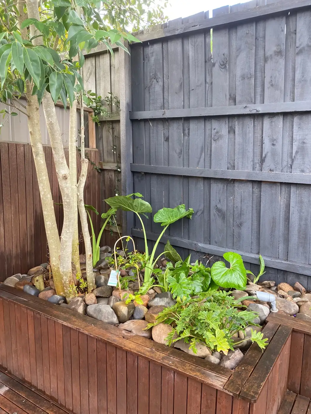 Established Melbourne garden with mature planting